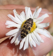 Acmaeodera mixta