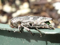 Chrysobothris femorata