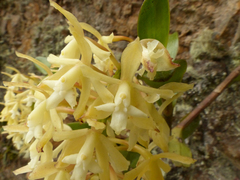 Epidendrum pichinchae