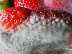 Mucor mucedo