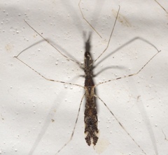 Empicoris errabundus