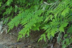 Osmunda japonica