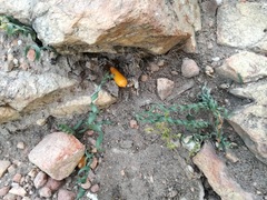 Apodolirion macowanii
