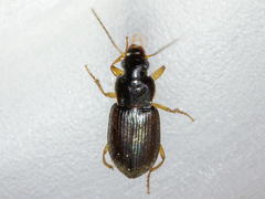 Parophonus maculicornis