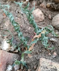 Apodolirion macowanii