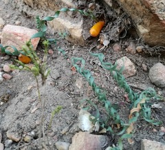 Apodolirion macowanii