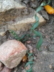 Apodolirion macowanii