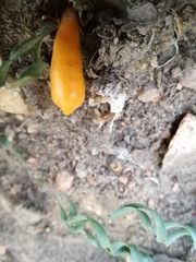 Apodolirion macowanii