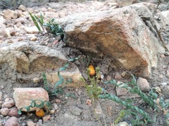 Apodolirion macowanii