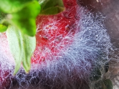 Mucor mucedo