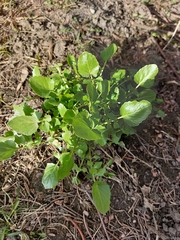 Barbarea vulgaris