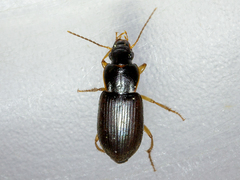 Parophonus maculicornis