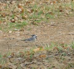 Motacilla alba