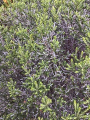 Passerina ericoides