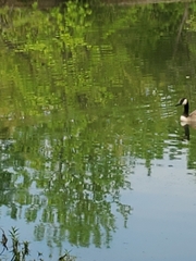 Branta canadensis