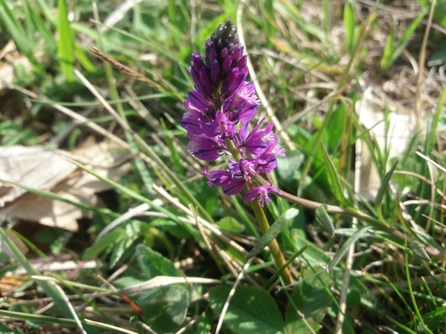 Kitnjasti krestušac (Polygala comosa)