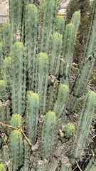 Trichocereus bridgesii