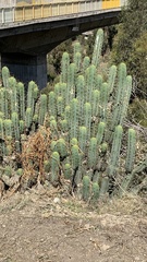 Trichocereus bridgesii