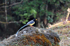 Urocissa flavirostris