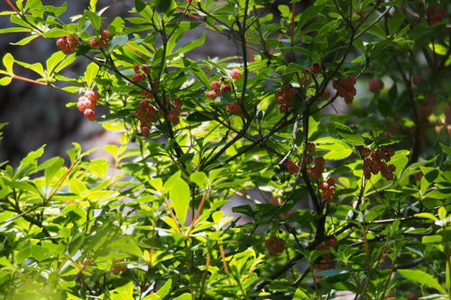 Enkianthus cernuus iNat (2)