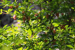 Enkianthus cernuus