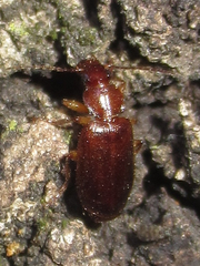 Cymindis