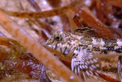 Lepidoblennius marmoratus