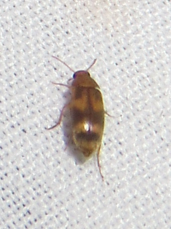 Pentariini