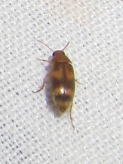 Diclidia