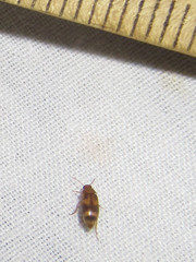 Diclidia