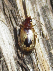 Lebia guttula