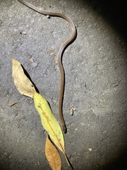 Calamaria pavimentata