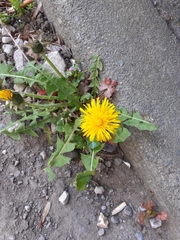 Taraxacum officinale