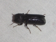 Amphicerus cornutus