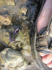 Metopograpsus thukuhar