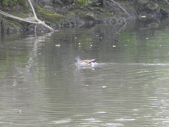 Gallinula chloropus