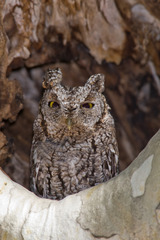 Megascops trichopsis