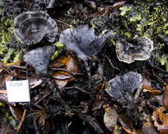 Phellodon sinclairii