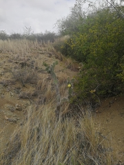 Opuntia caracassana