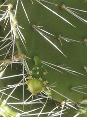 Opuntia caracassana