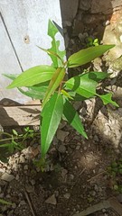 Prunus serotina capuli