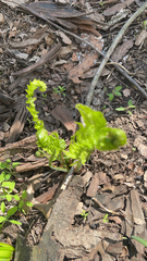 Matteuccia struthiopteris