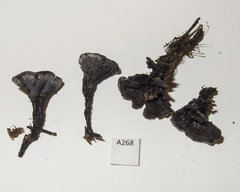 Phellodon sinclairii