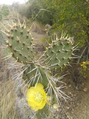 Opuntia caracassana