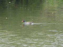 Gallinula chloropus