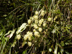 Epidendrum pichinchae