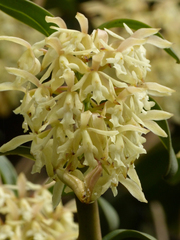 Epidendrum pichinchae