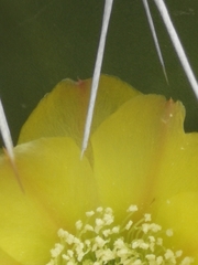 Opuntia caracassana