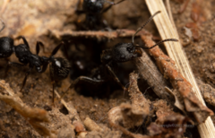 Messor aciculatus