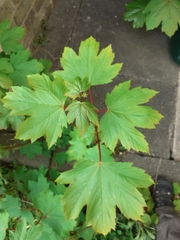Acer pseudoplatanus